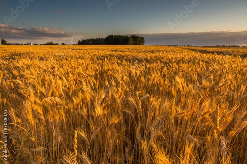 Landscape of corn field at summer sunset