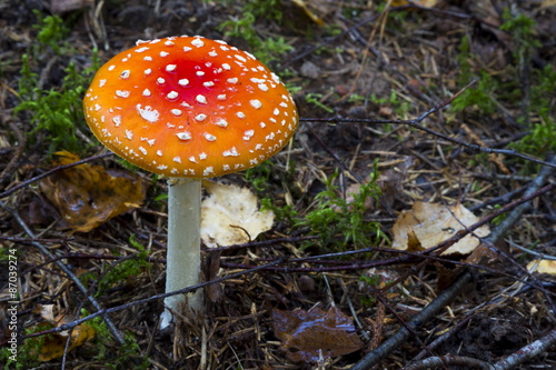 Mushrooms in the wood