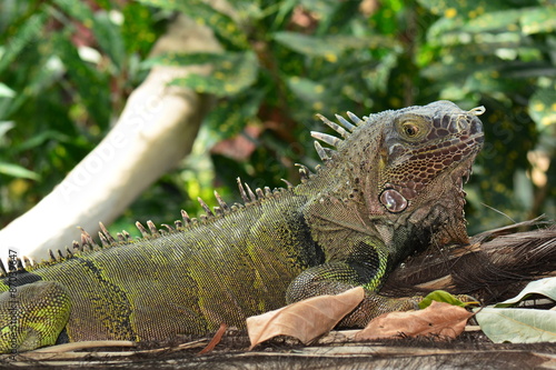 Green Iguana looks into the camera for its portrait. © Doug Schnurr