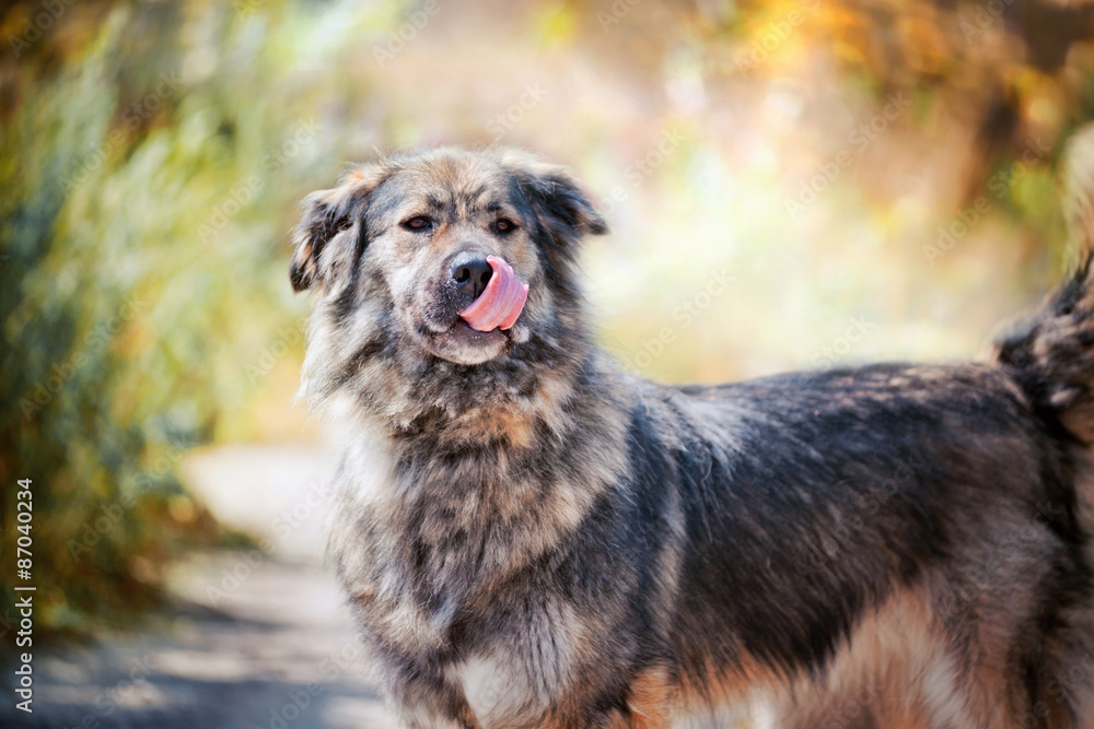 Caucasian shepherd dog outdoor exterior portrait Caucasian shepherd dog outdoor exterior portrait