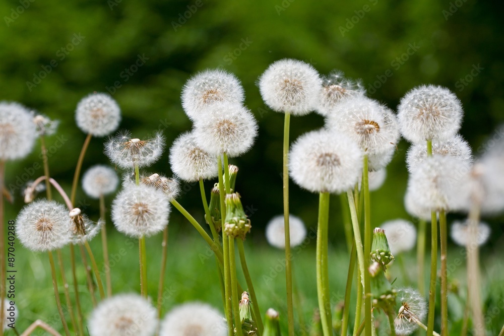 Obraz premium Extra close up of the dandelion on the green background