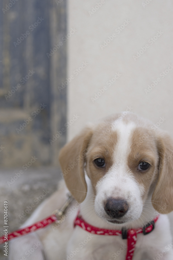 Puppy With Red Collar