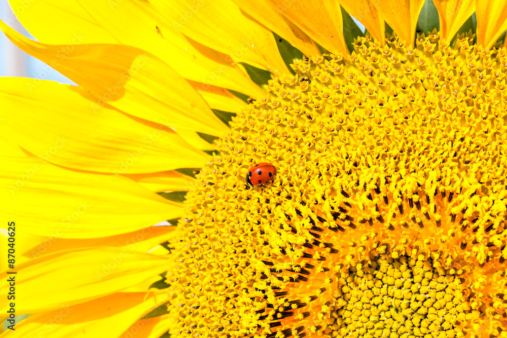 Naklejka premium Ladybug on sunflower close up
