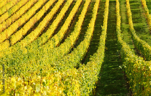 Weinberg im Herbst