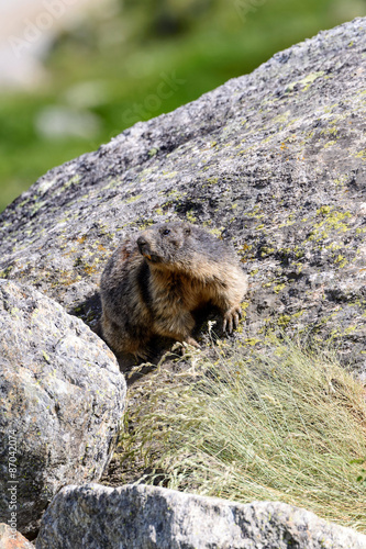 Marmotta alpina photo