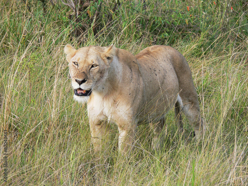 lioness with a lot of ticks on her face and body in tall grass lioness with a lot of ticks on her face and body in tall grass