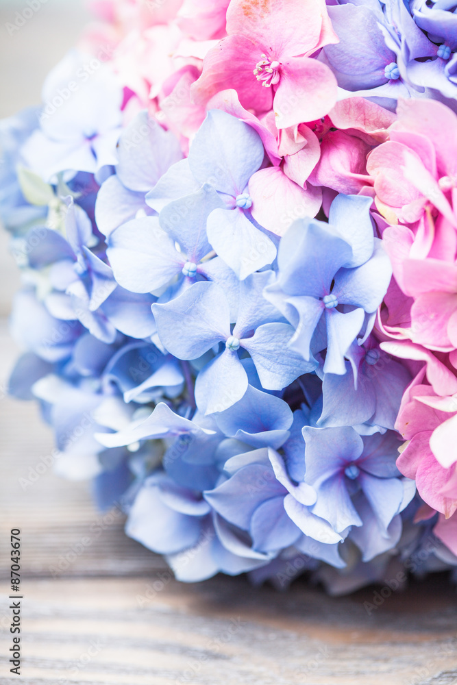 Obraz premium Hydrangea macro