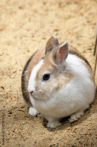 Cute bunny on natural background