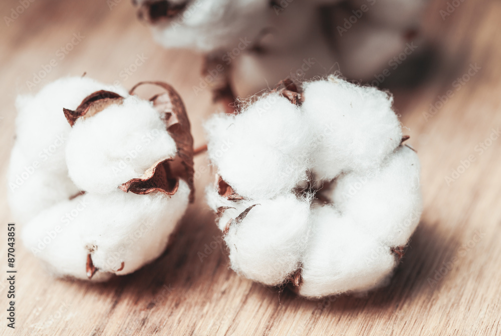 Cotton flower Cotton flower