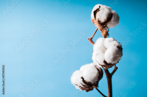 Cotton flower photo