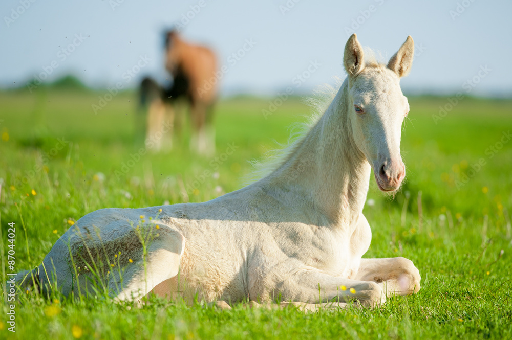 Fototapeta premium Little perlino akhal-teke foal laying on a pasture