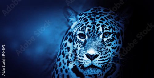 American Jaguar, Illustration