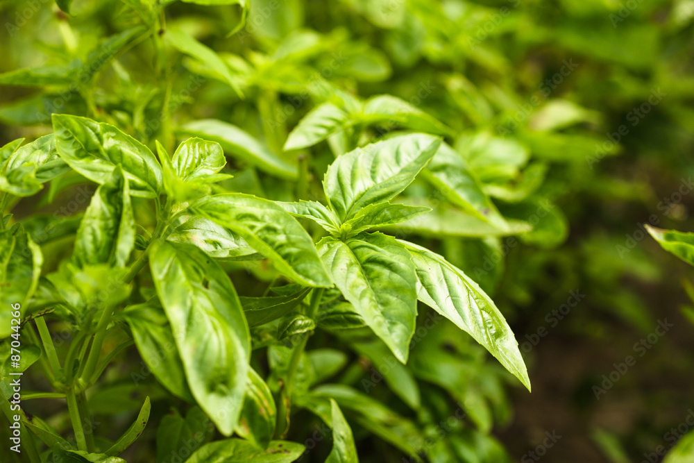 Basil plant Basil plant