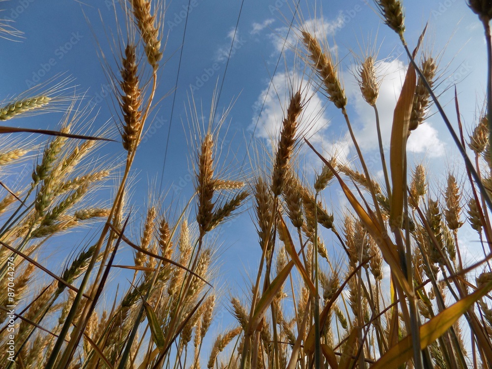 Fototapeta premium Barley ears and sky