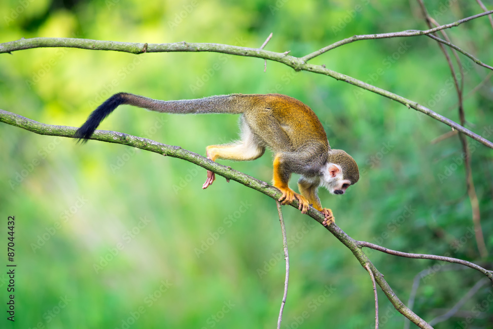Fototapeta premium Common squirrel monkey walking on a tree branch
