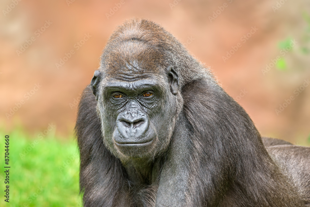Portrait shot of a big western lowland gorilla Portrait shot of a big western lowland gorilla
