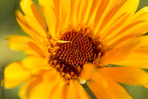 Macro of Yellow Flower