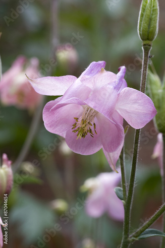 Aquilegia Vulgaris
