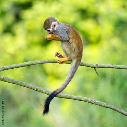 Photography Portrait of common squirrel monkeys