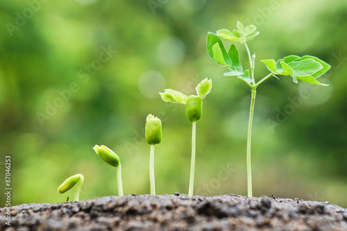 baby plants growing in germination sequence on fertile soil with natural green background