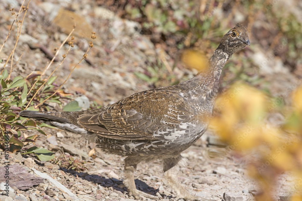 Sharp-Tailed Grouse in a Mountain Clearing Sharp-Tailed Grouse in a Mountain Clearing