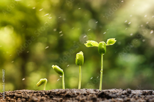 baby plants growing in germination sequence on fertile soil with natural green background and falling rain