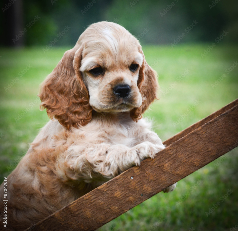 curious puppy curious puppy