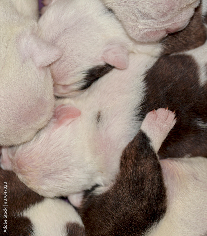 puppy abstract puppy abstract