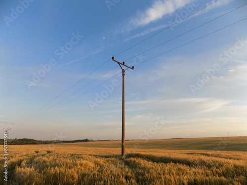 Power line on barley field