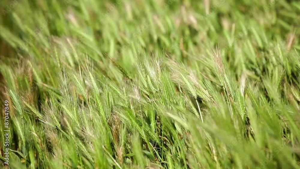 HD 1080: Wildflowers and grass waving at strong wind; HD 1080: Wildflowers and grass waving at strong wind;