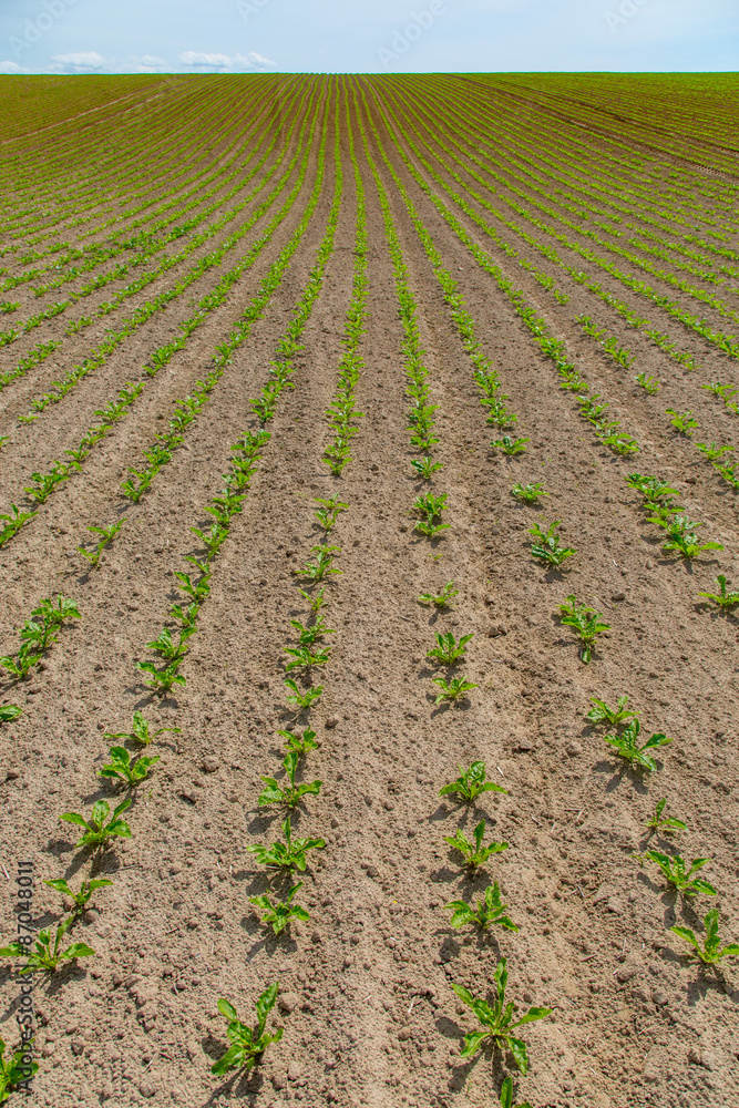 Young beet field Young beet field