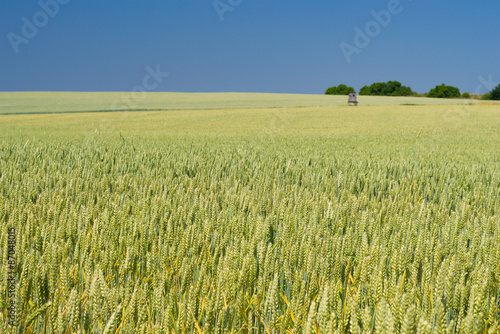 Green ears of wheat  agriculture background.
