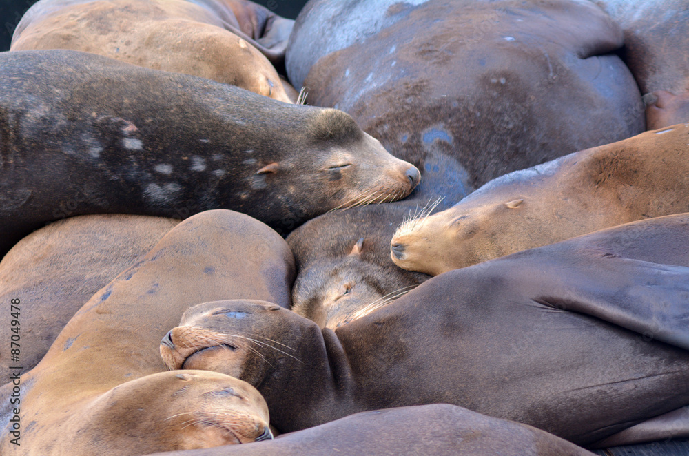 Fototapeta premium Sea lions sleep in Pier 39 at Fisherman's Wharf