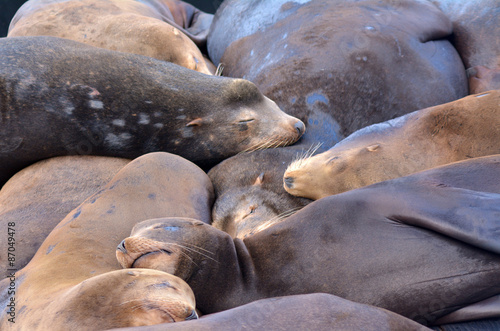 Sea lions sleep in Pier 39 at Fisherman's Wharf