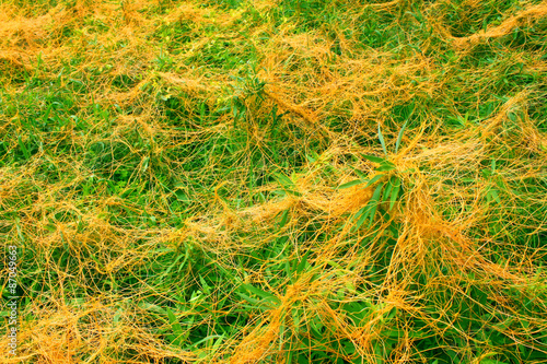 Foto Dodder (Genus Cuscuta) is a parasitic plant that is totally dependent on other h