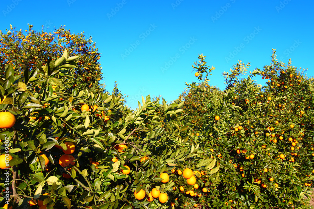 Orange tree landscape in central Florida of the southern United States Orange tree landscape in central Florida of the southern United States