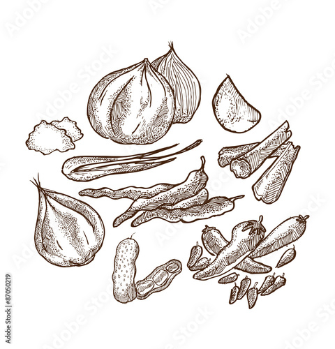 set of herbs and spices doodle