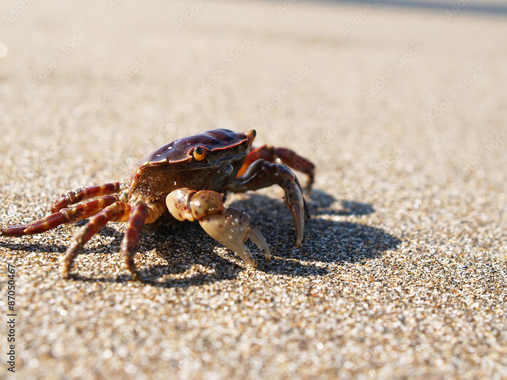 砂浜を歩く 砂浜を歩く