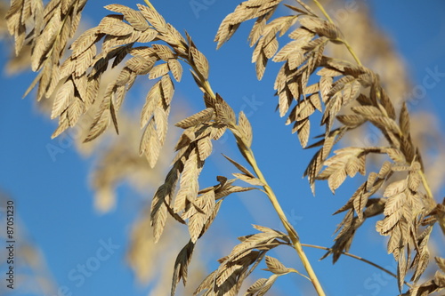 Billede på lærred sea oats