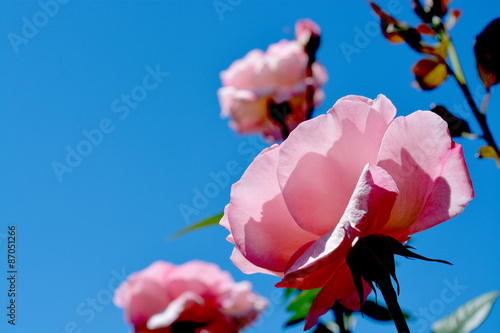 Fototapeta Naklejka Na Ścianę i Meble -  Pink roses against a sky background