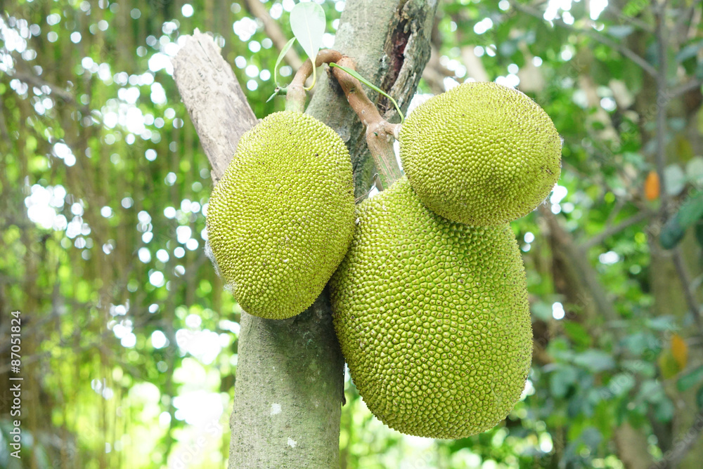 Jackfruits on the tree Jackfruits on the tree