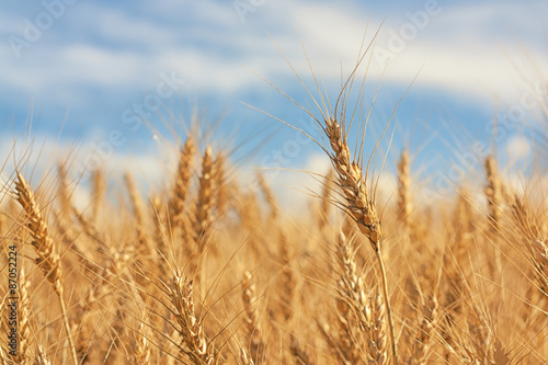 Macro of a piece of wheat amongst many.