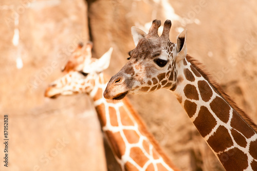 Photography Giraffe