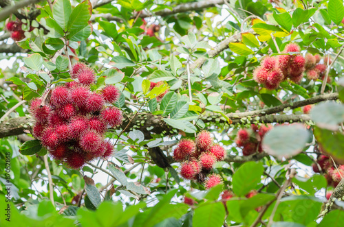 Fresh rambutans on the tree. photo