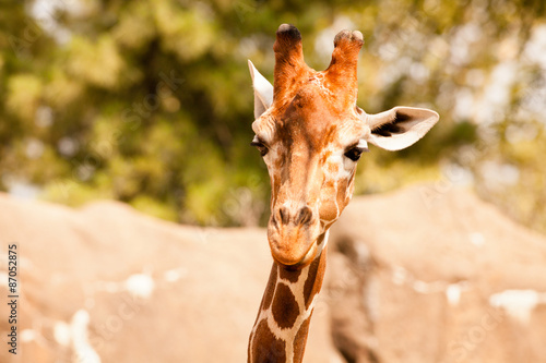 Canvas Print Giraffe