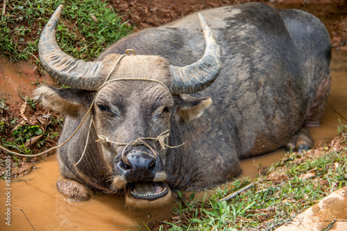 Sapa Buffalo Worker  