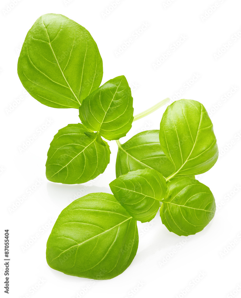 Basil leaves spice closeup Basil leaves spice closeup