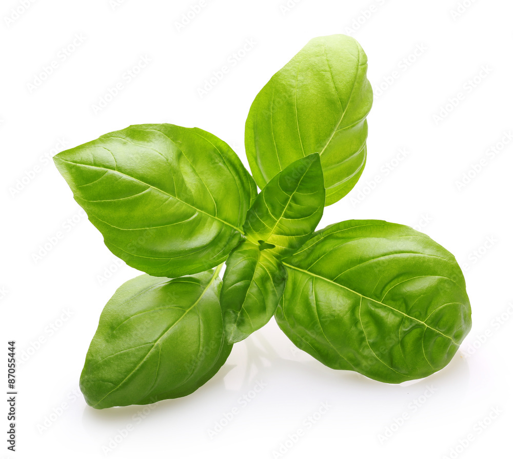 Fototapeta premium Basil leaves spice closeup