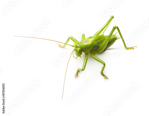 Macro green grasshopper © Valentina R.