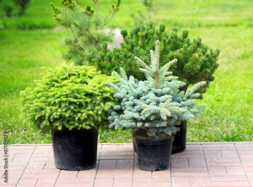 Behang Conifer sapling trees in pots